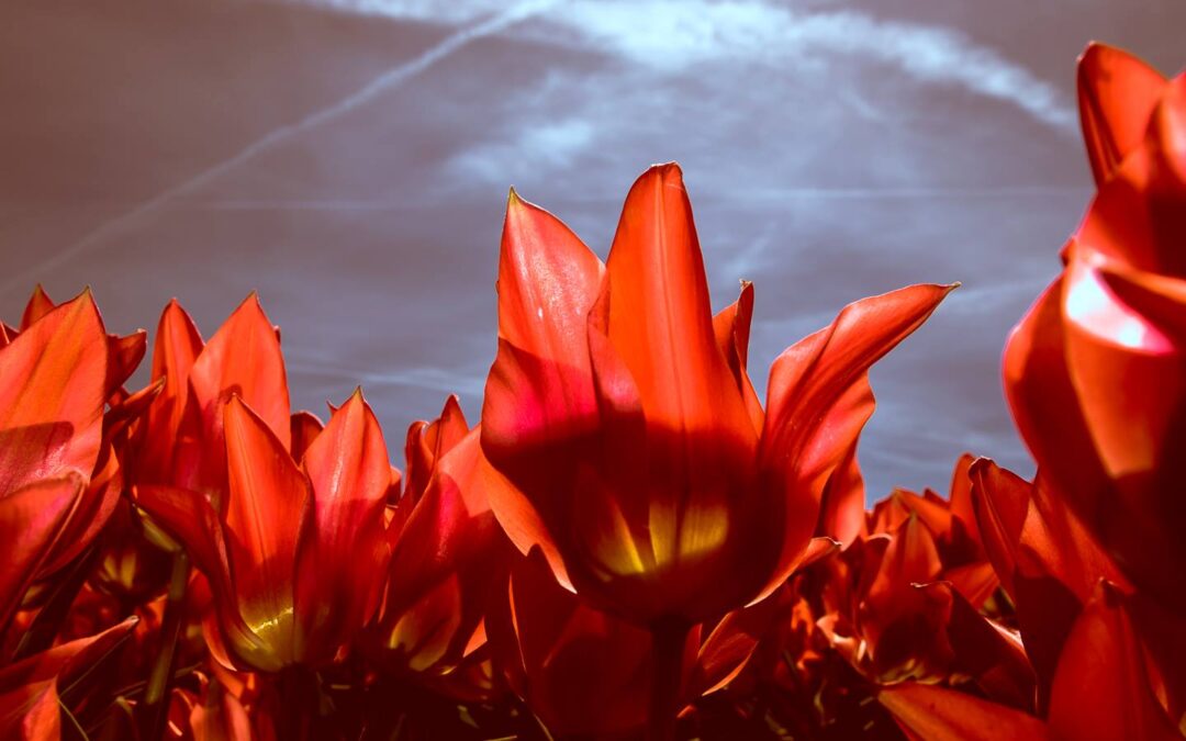 rode tulpen voor een dreigende lucht