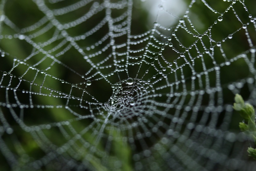 Web