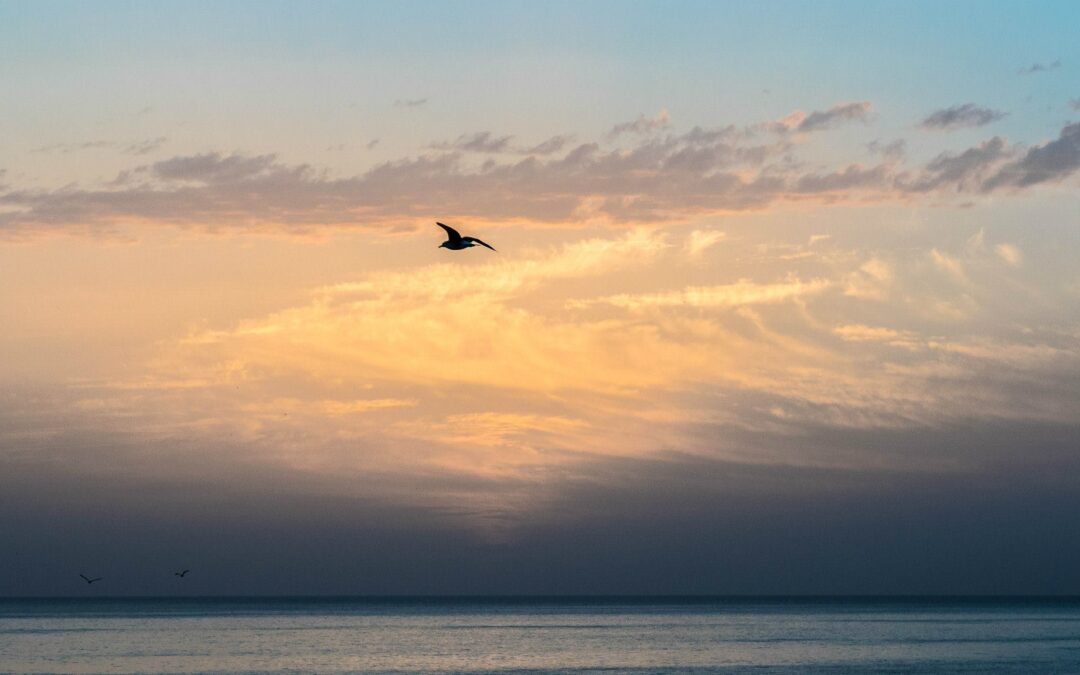 vogel vliegt voor zonsondergang op het strand