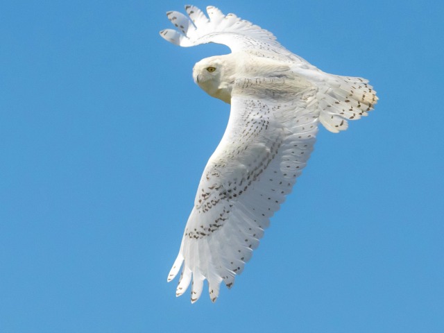 sneeuwuil die in blauwe lucht vliegt