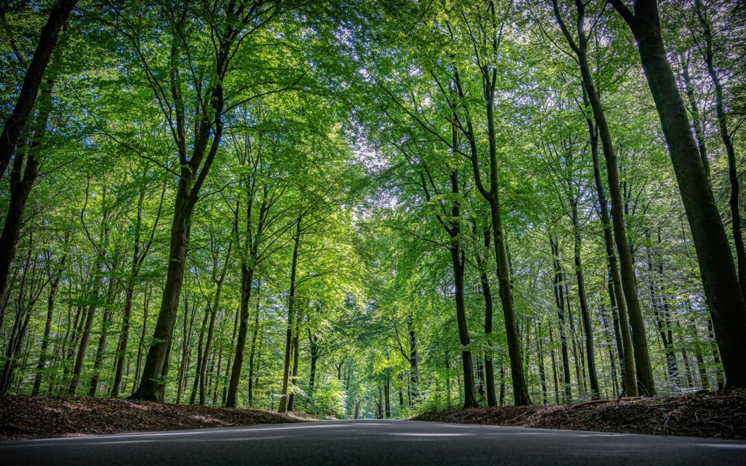 Snelweg