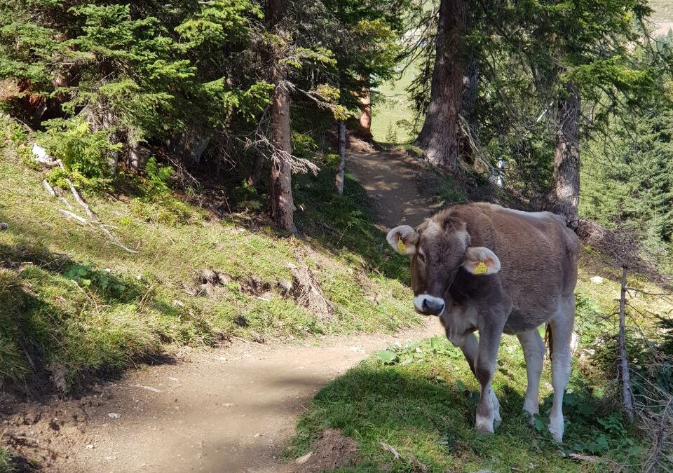 Stoppen is geen optie