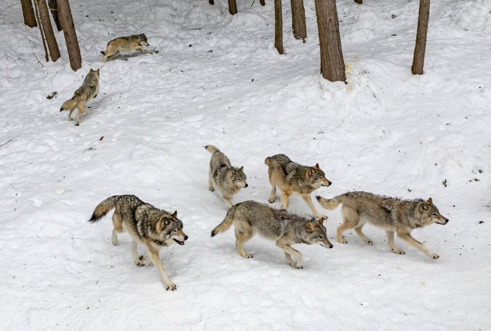 Mental Health Day: stop meehuilen met de wolven!