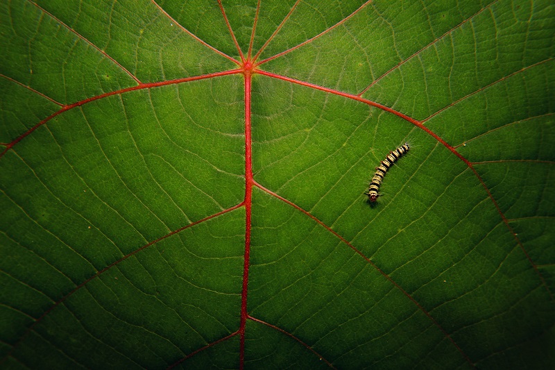 kleine rups op een groot groen blad met rode nerven