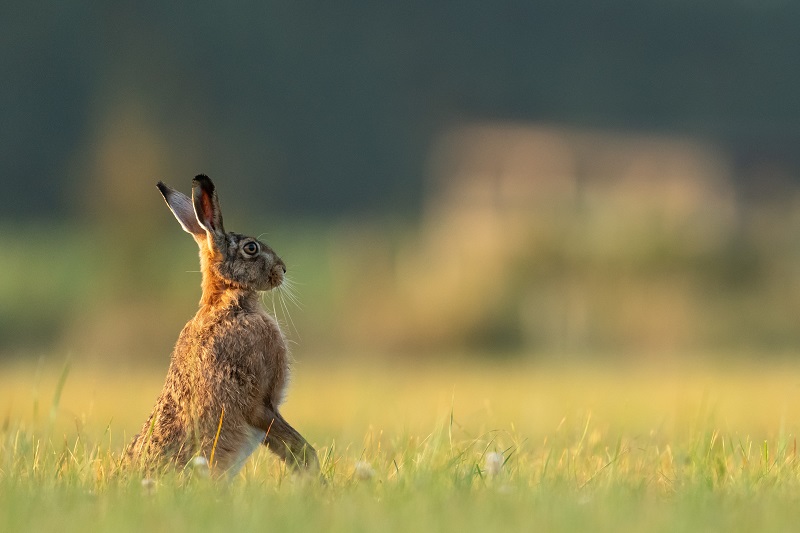 konijn staat op achterpoten in het gras