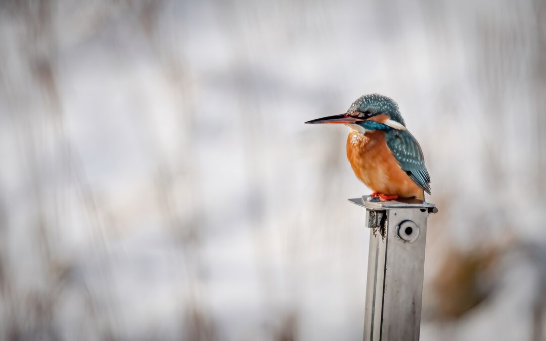 je ware natuur