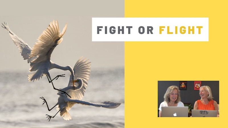 Fight or flight