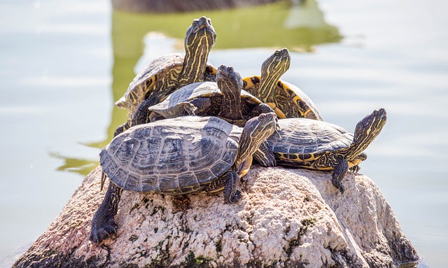 Turtles all the way down