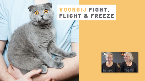 Voorbij fight, flight & freeze | Shift Academy